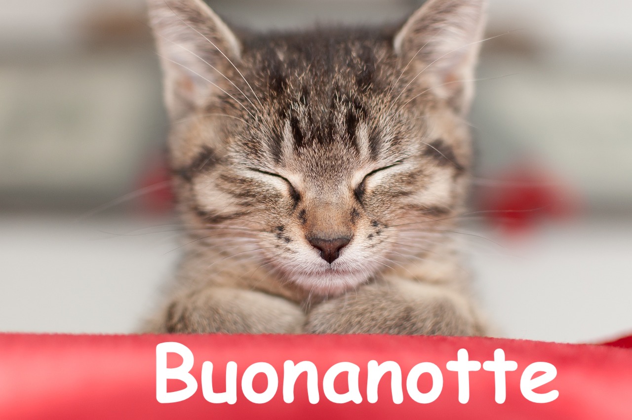  foto di un gattino che riposa con gli occhi chiusi e sotto buonanotte dentro una striscia rossa